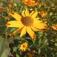 Осеннее солнышко :: Елена Семигина