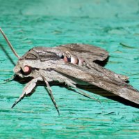 Вьюнковый бражник :: Константин Штарк