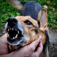 Хоть и давно на пенсии , но зубы ещё крепки ! ) :: Анатолий Колосов