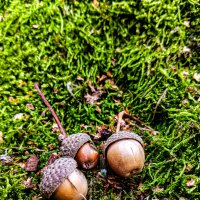 Жёлуди на мхе :: Дмитрий Курский 