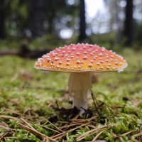 Красавчик! :: Станислав Мутовин