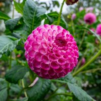 Георгины :: Владимир Иванович