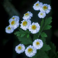 Мои ЦВЕТЫ :: Владимир Максимов