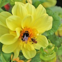 Конкуренты :: Светлана 