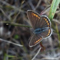 ** :: Зоя Мишина