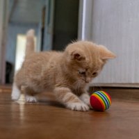 Любимая игрушка :: Владимир Иванович