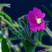 Про Осень... :: Николай Саржанов