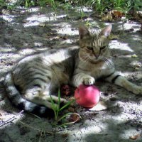 Под яблоней :: Наталья Под яблоней :: Наталья