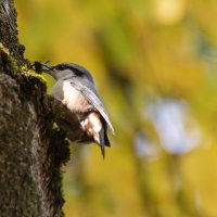 Поползень. :: Андрей Андрианов
