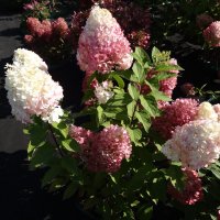 ГОРТЕНЗИЯ :: СЕРГЕЙ ФИЛОЧКИН