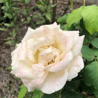 Роза :: Светлана Мишенёва