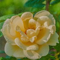 Дачная Красота :: Александр Филатов