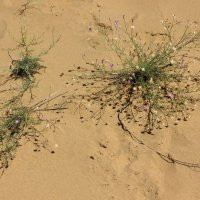 Пустыня в Дагестане :: Владимир Соколов (svladmir)