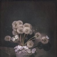 Сентябрьские одуванчики :: Svetlana Galvez
