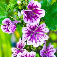 Мальва Зебрина. :: Hope 