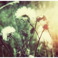 *** :: someone somewere