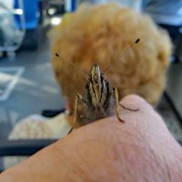 Адмирал едет в автобусе :: Александр Чеботарь