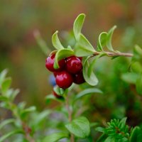 Любимая ягодка :: Андрей Зайцев