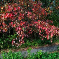 Красные наступают :: Андрей Лукьянов Красные наступают :: Андрей Лукьянов