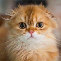 маленький совенок.. :: Ирина С