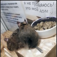 Дегу в зоомагазине. :: Ольга Довженко