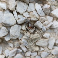 Сенокосец за трапезой :: Veera V Сенокосец за трапезой :: Veera V