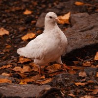 Птица голубь белая. :: Вадим Басов Птица голубь белая. :: Вадим Басов
