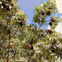 Я спросил у ясеня... :: Veera V