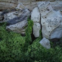 Растущие на камне :: Анатолий Чикчирный Растущие на камне :: Анатолий Чикчирный