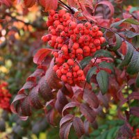 Рябинушка осенняя :: Татьяна Лютаева