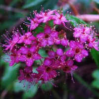 Спирея ещё цветёт :: Людмила Смородинская Спирея ещё цветёт :: Людмила Смородинская