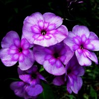 Нежная красота :: Людмила Смородинская Нежная красота :: Людмила Смородинская