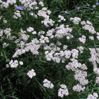 Цветы. :: Владимир Драгунский Цветы. :: Владимир Драгунский