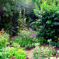 Цветы. :: Владимир Драгунский Цветы. :: Владимир Драгунский