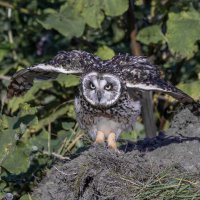 сова болотная :: юрий макаров