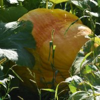 Москва. Сентябрь в Ботаническом... :: Наташа *****