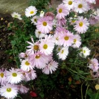 Осенние цветы :: Елена Семигина