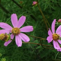 Космея :: Рита Симонова