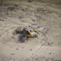 Принц :: Тамара Федорова