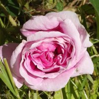 Роза :: Freddy 97