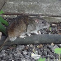 Незваный гость... :: Freddy 97