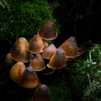 Про грибы... :: Влад Никишин