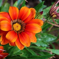 Гацания :: Светлана 