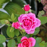 Сентябрьские розочки :: Светлана 