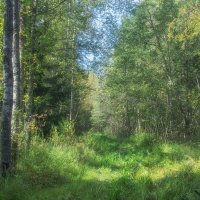 *** :: Сергей  Могутов 