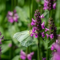 Упиваясь нектаром... :: Николай Гирш