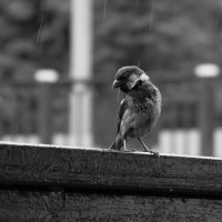 Под дождем. :: Андрей Андрианов