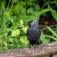 Просто галка... :: Николай Гирш