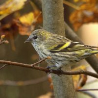 Чиж :: Вячеслав Минаев Чиж :: Вячеслав Минаев