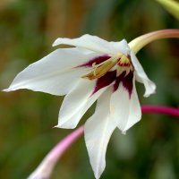 Про цветы :: Вячеслав Минаев